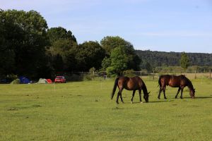 Picture of Meadow Farm Campsite