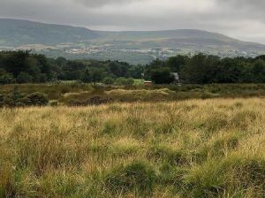 Picture of Grasshopper Glamping