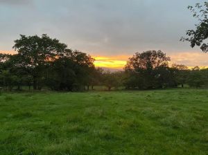 Picture of Grasshopper Glamping